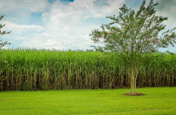 Sugarcane in Brazil