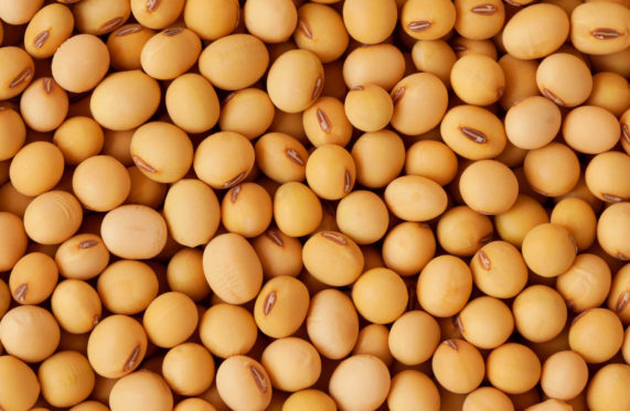 soybean non gmo