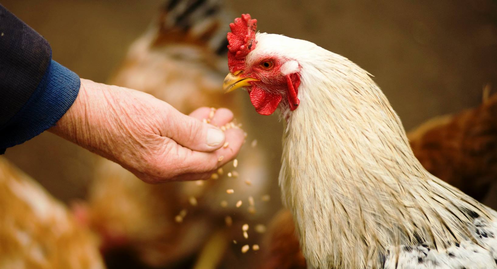 Avian Influenza in Brazil