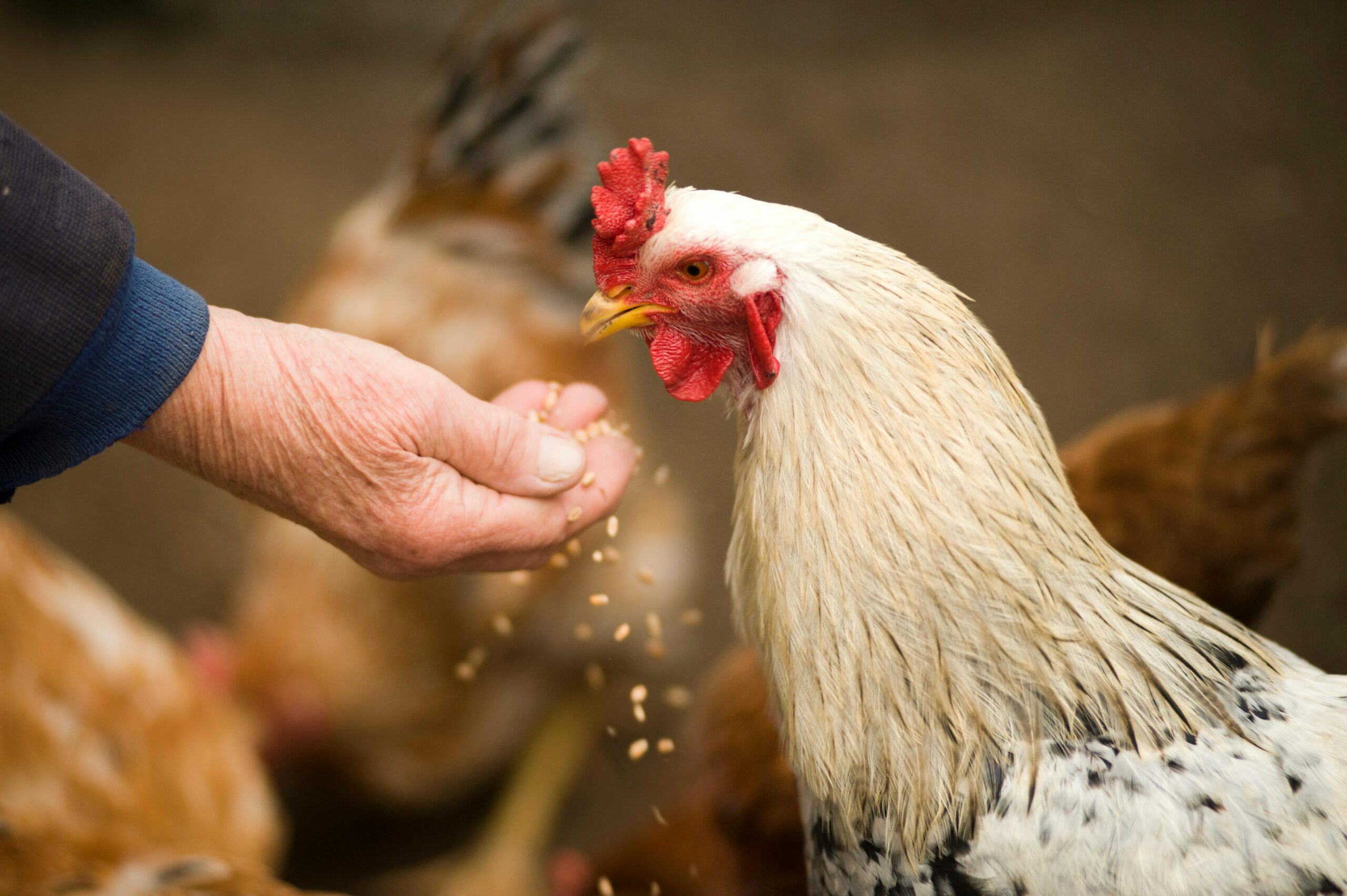 brazil chicken exporters scaled