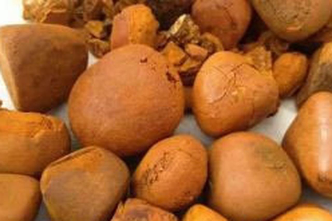 Bovine gallstones